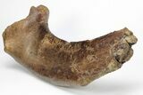 Hadrosaur (Edmontosaurus) Left Scapula Bone - South Dakota #211306-3